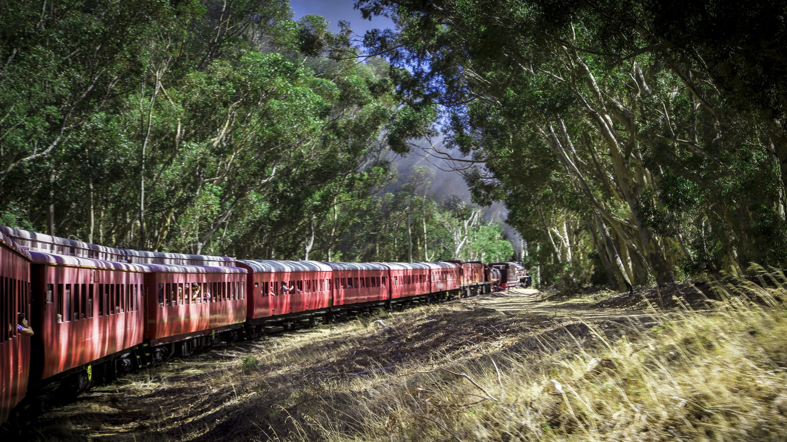 Red train traveling through lush green forest on a sunny day.