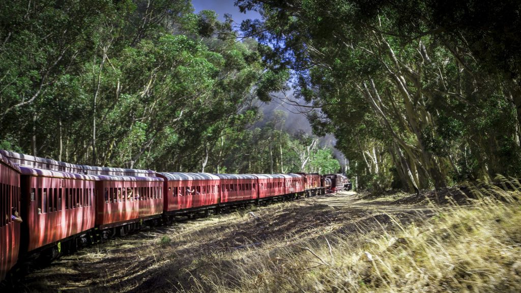 Red train traveling through lush green forest on a sunny day.