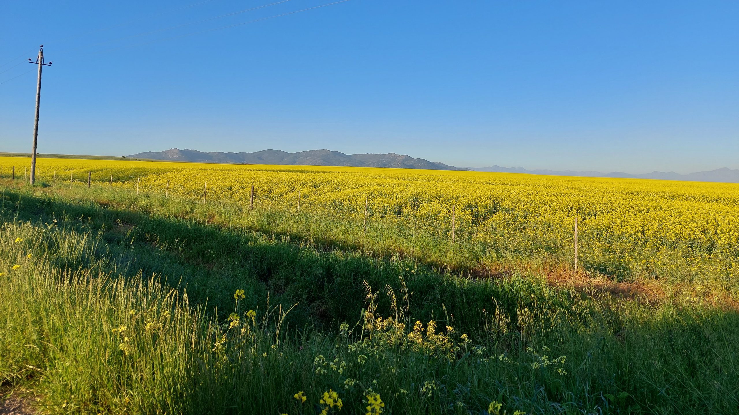 Yellow flower field under a clear blue sky, mountains in background.