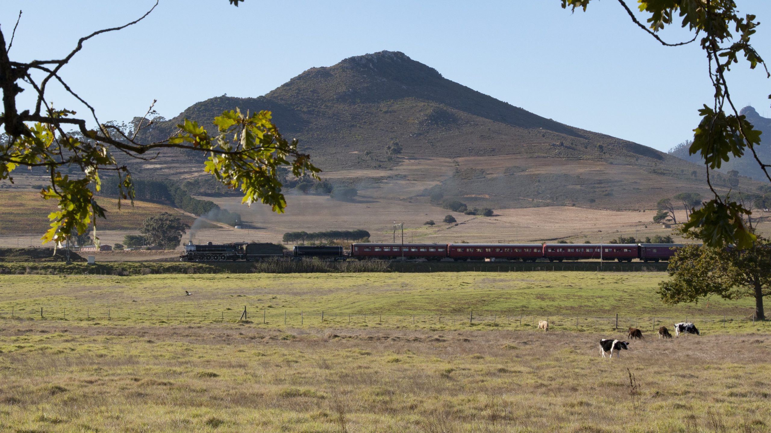 Train passing in front of a mountain, with cows grazing in a field.