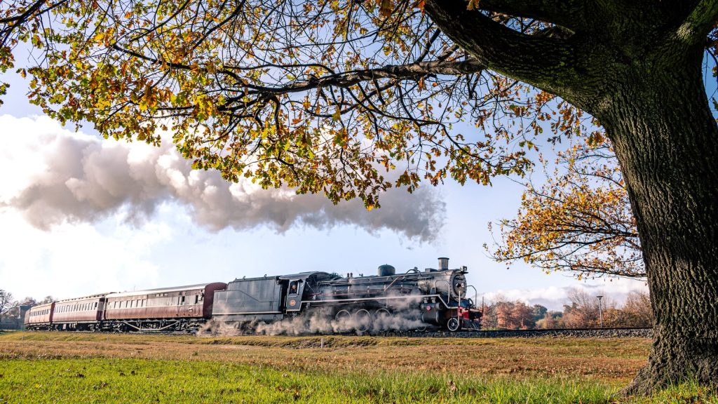 Steam train with smoke under a large tree on a sunny day.