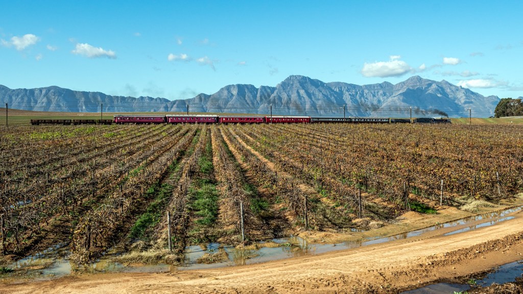 Train passing through vineyard with mountains in the background.