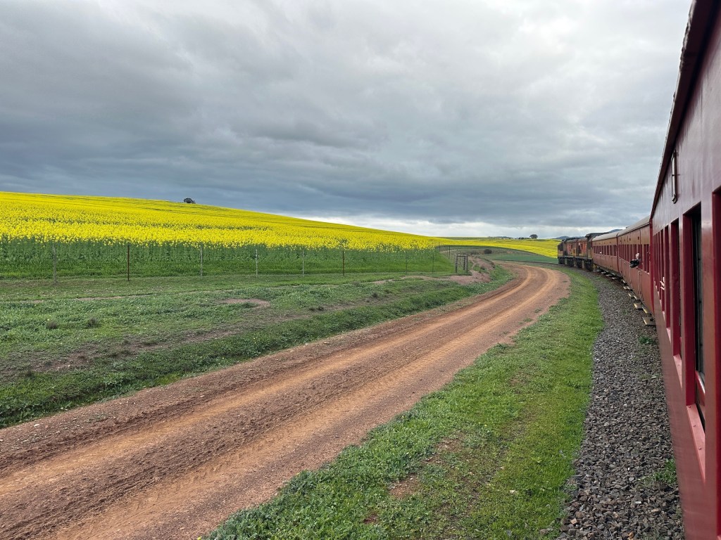 Train on a curved track near a yellow flower field under a cloudy sky.