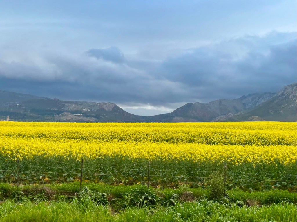 Field of yellow flowers with mountains and cloudy sky in background.